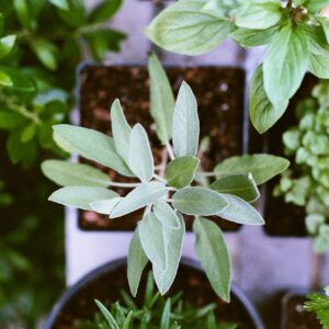 Del huerto a la salud: el poder curativo de las plantas medicinales en tu día a día